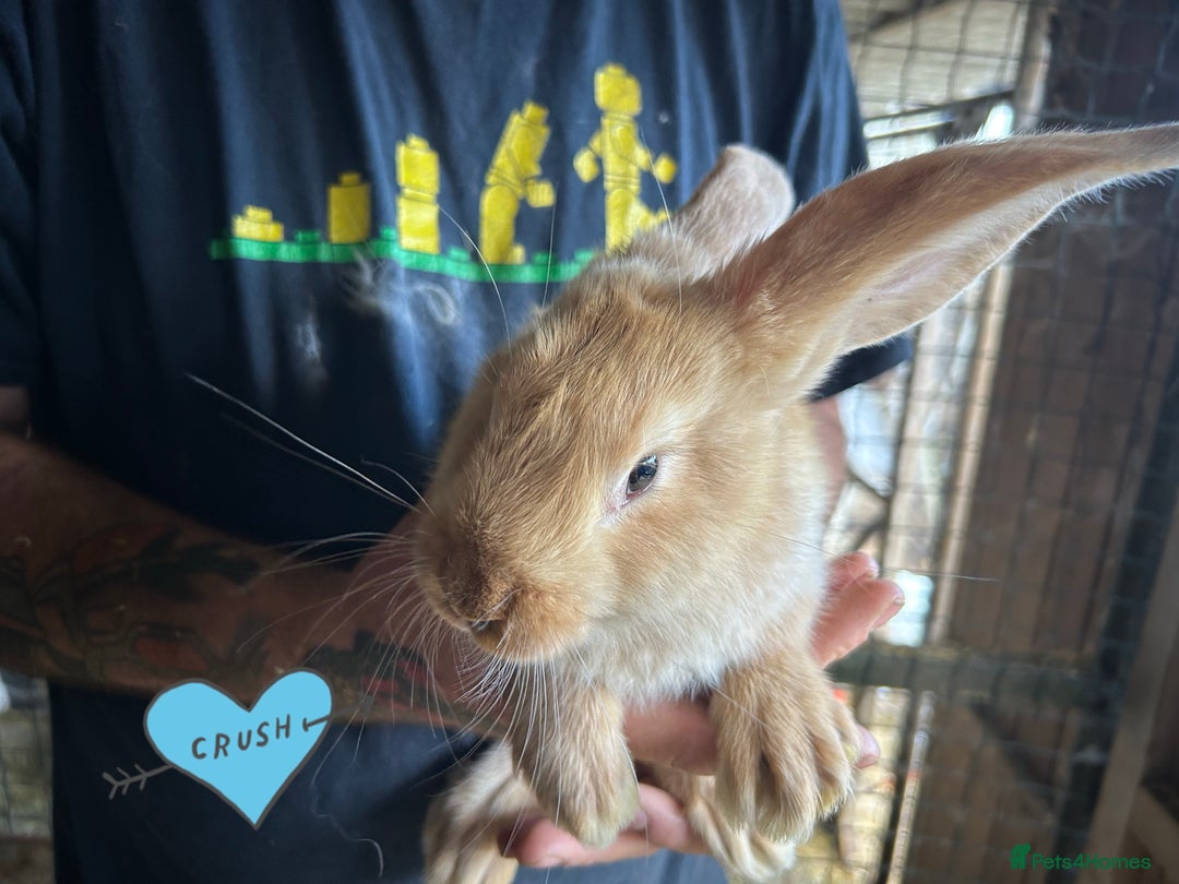 Continental Giant rabbits for sale: Yellow Continental Giant Kits. Ready to RESERVE - Image 5