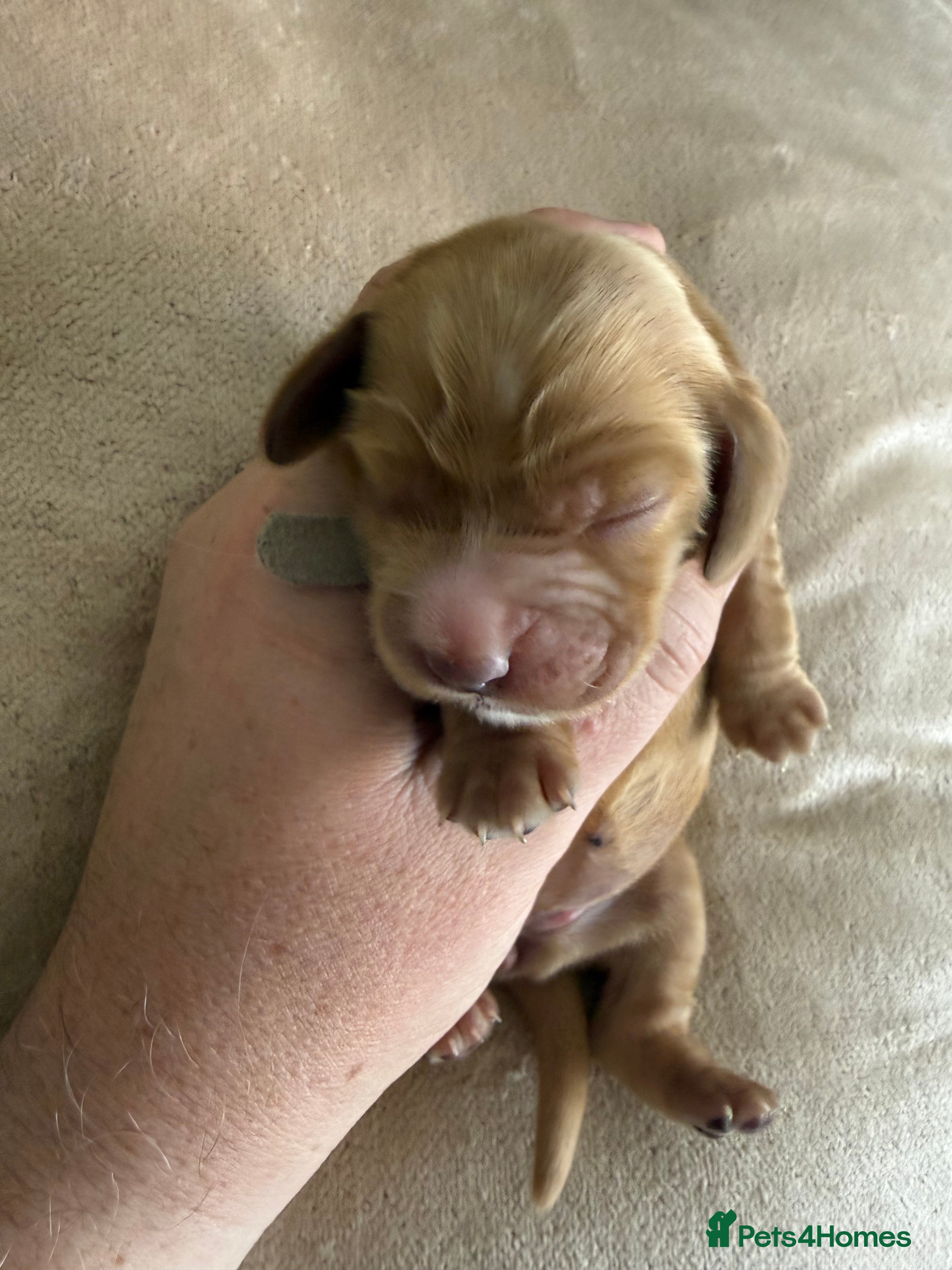 Cocker Spaniel dogs Show type cocker spaniel puppies - Golden  - Advert 2