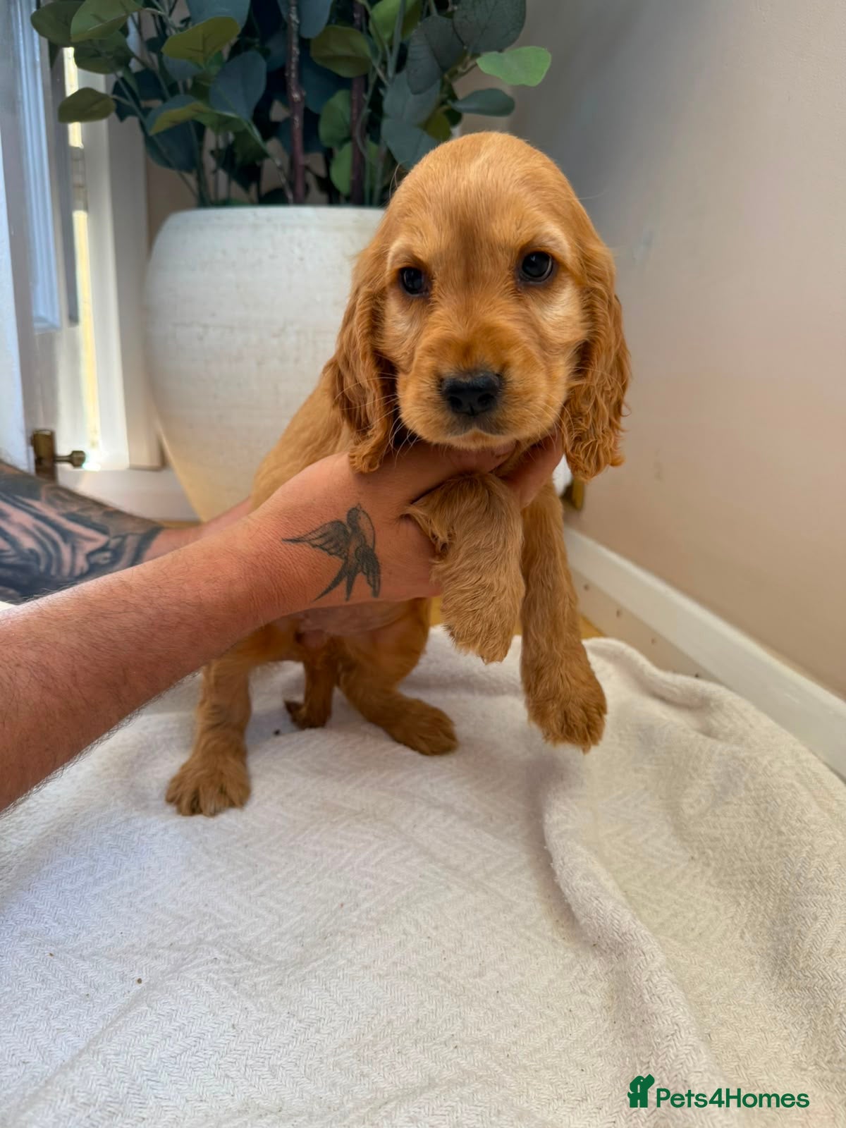 Cocker Spaniel dogs Fully heath tested Kc registered cocker spaniels - Advert 1