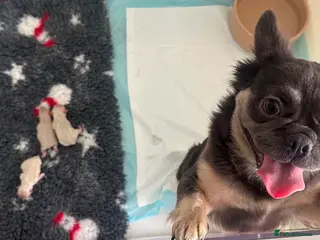 French Bulldog dogs French bulldog puppies - Advert 3