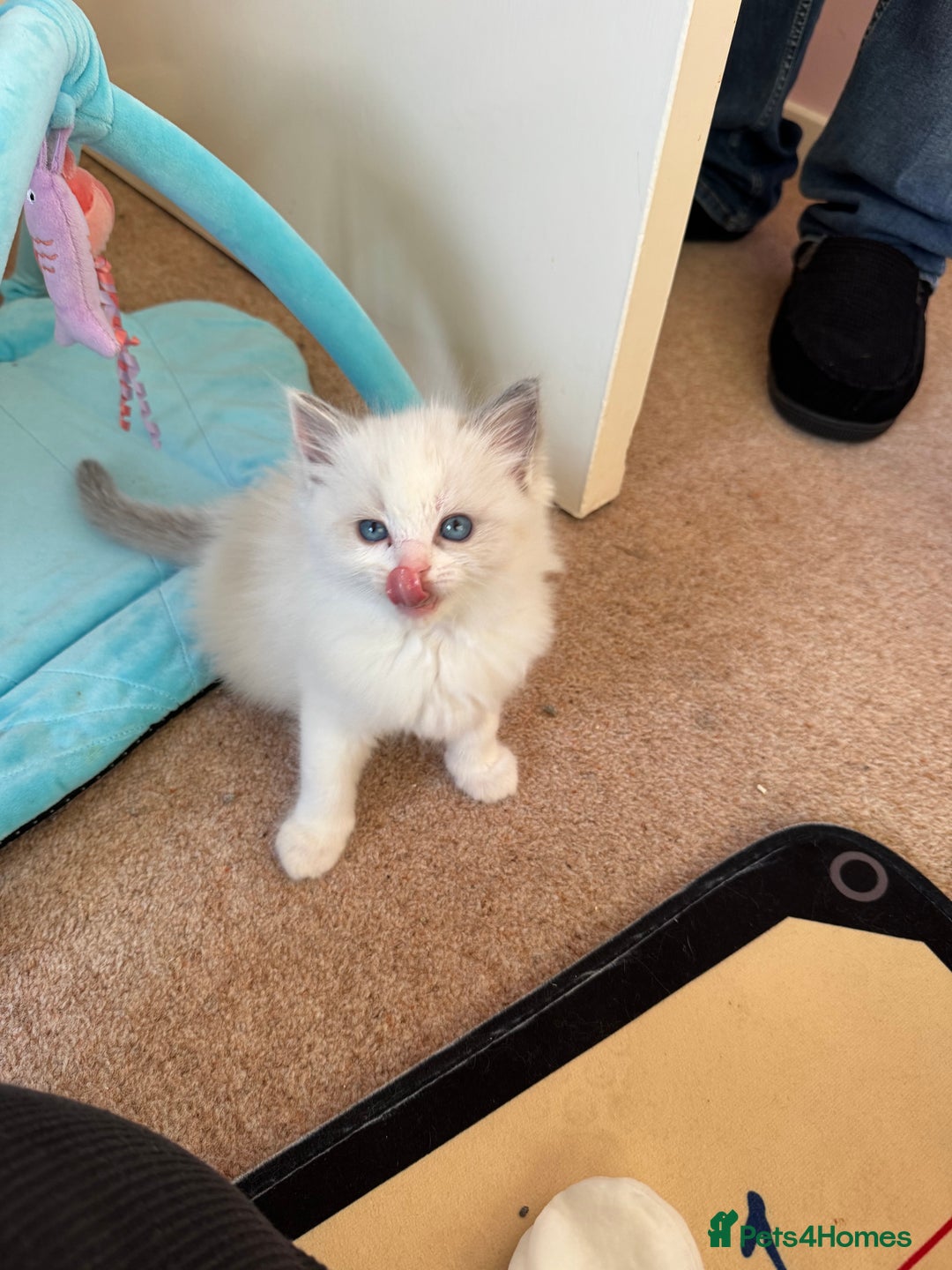 Ragdoll cats for sale: Beautiful Registered Ragdoll Kittens Available  - Advert 31