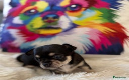 Chihuahua dogs for sale: Stunning Little Short Coat Chihuahuas - Image 7