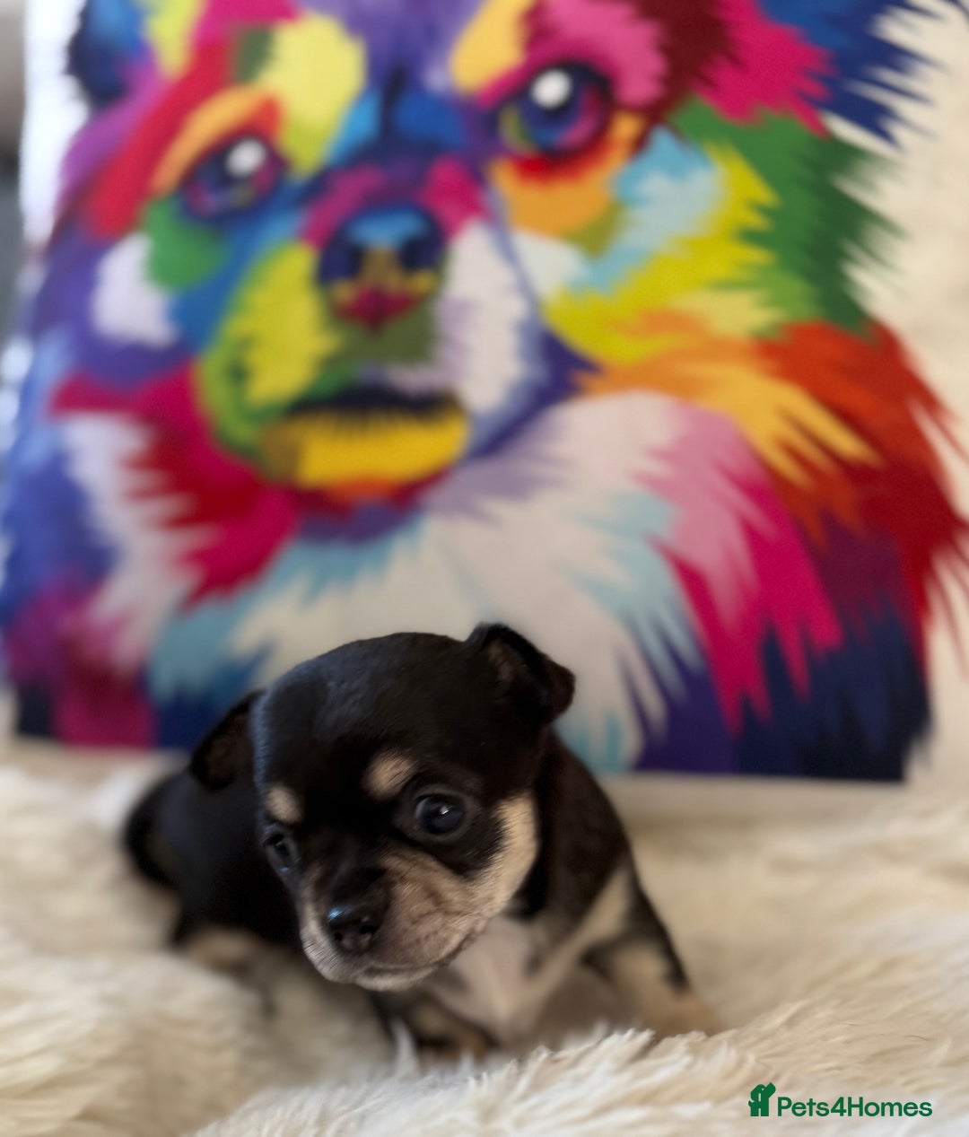 Chihuahua dogs for sale: Stunning Little Short Coat Chihuahuas - Image 7