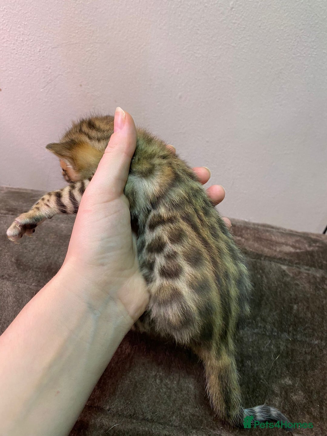 Bengal cats for stud: Stunning Male Bengal Stud 🌟TICA REGISTERED🌟 in Wolverhampton - Image 22