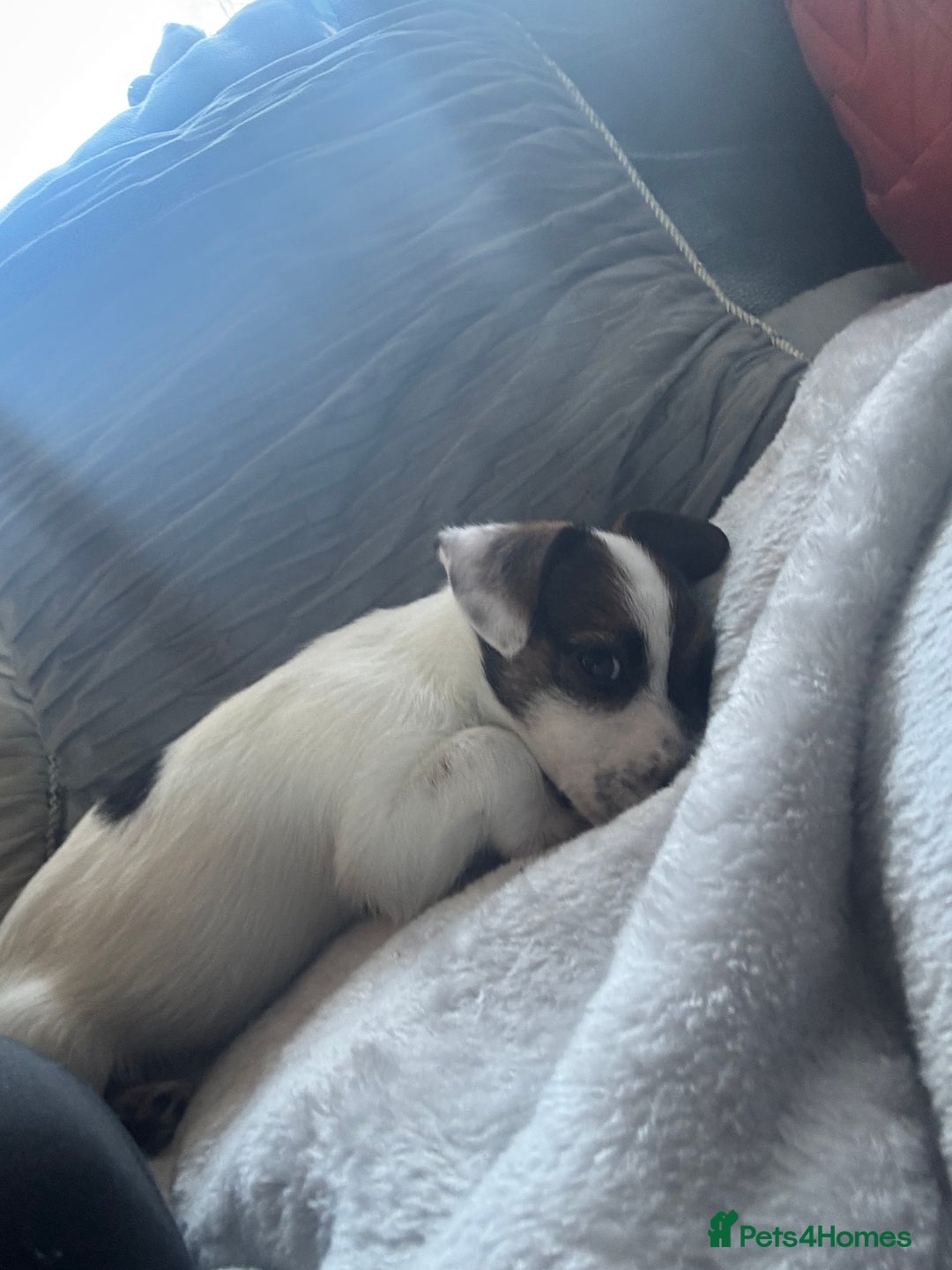 Jack Russell dogs for sale: Jack Russell girl pup  - Advert 4