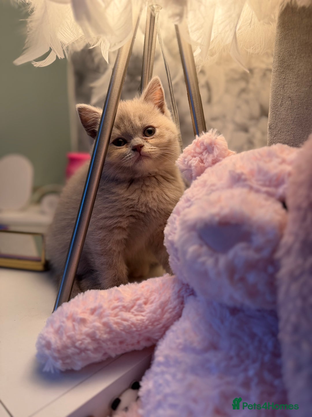 British Shorthair cats for sale: 3 Plush British shorthair kittens ❤️ - Advert 17