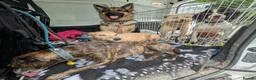 German Shepherd dogs for sale: ROCKFORCE LONG HAIRED WORKING LINE GSD  - Advert 10