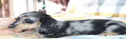 Miniature Dachshund dogs for sale: Creams kc registred  - Advert 5