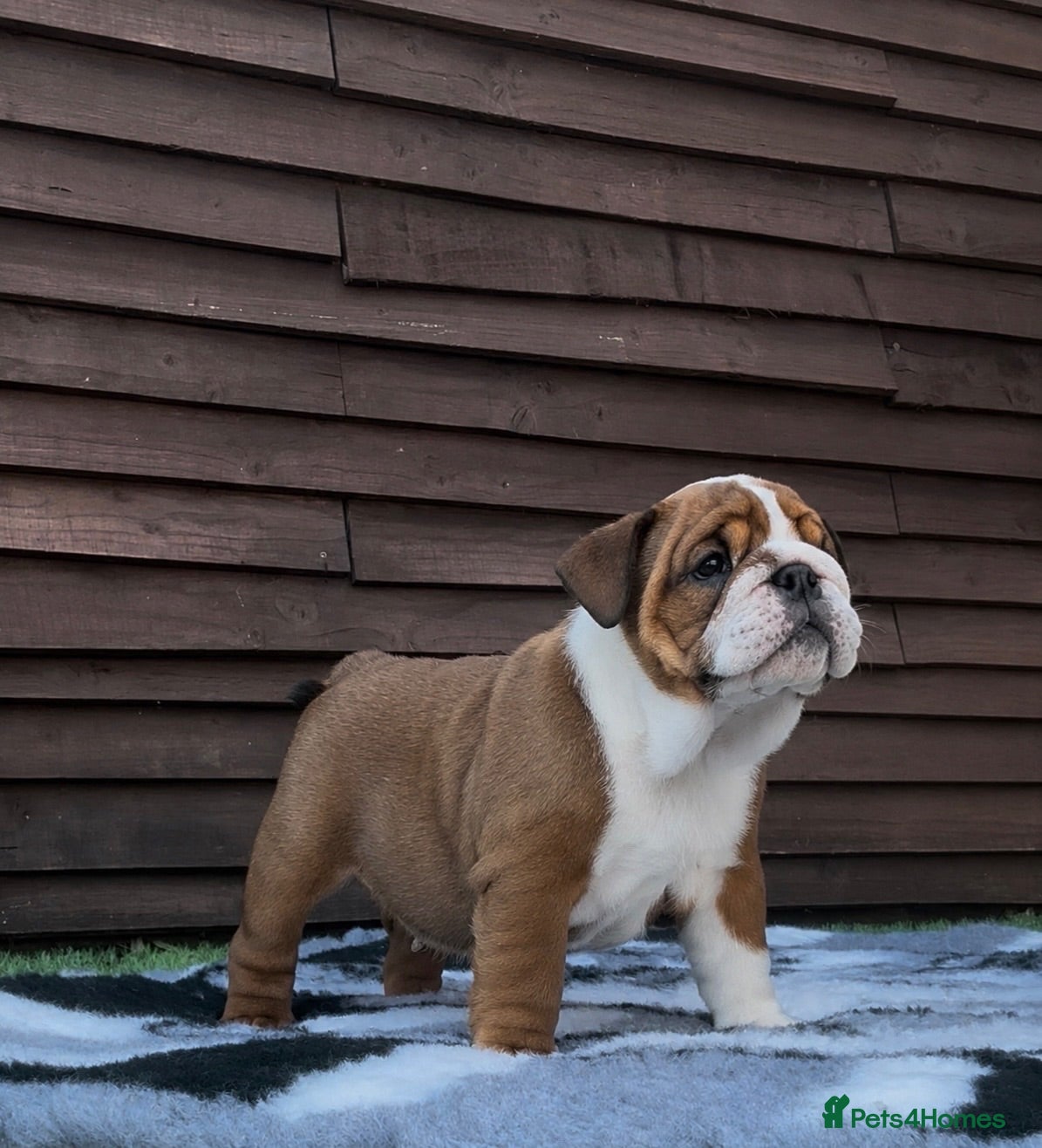 English Bulldog dogs MULTI CH sired english bulldog puppies - Advert 2