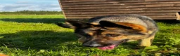 German Shepherd dogs for sale: 1 YR OLD FEMALE SABLE RKC REG’D AVAILABLE - Advert 2