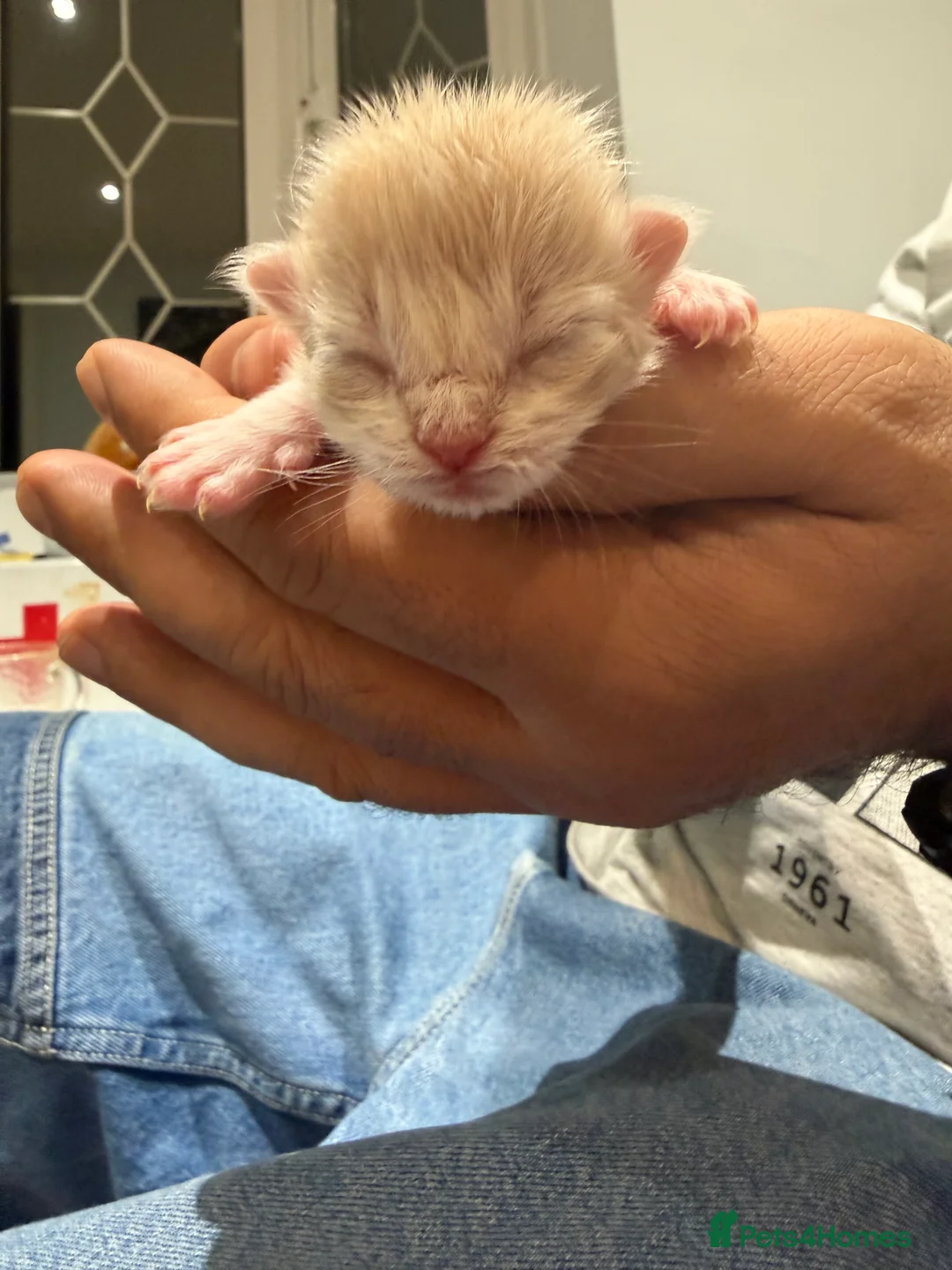 Ragcoon cats for sale: Rare Ragacoon Ragdoll x Maine Coon Kittens  - Advert 7