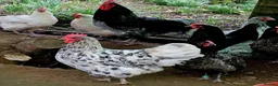 Chickens poultry for sale: Hatching Eggs Australorp Legbar Olive Polish Wyand - Advert 3