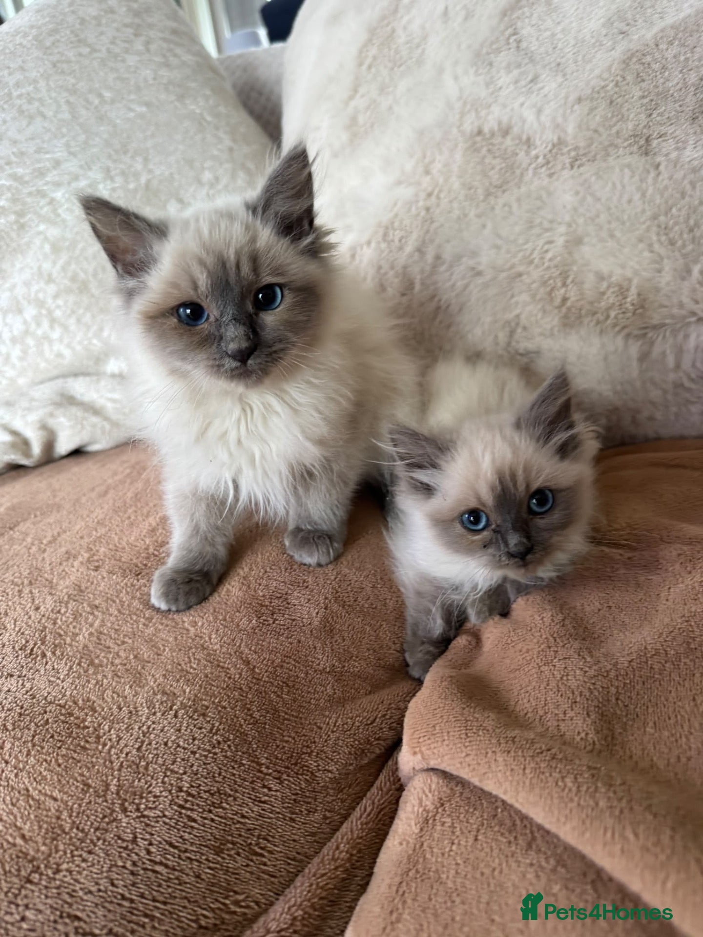 Ragdoll cats Ragdoll kittens  - Advert 1
