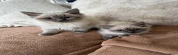 Ragdoll cats for sale: Ragdoll kittens  - Advert 1