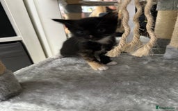 Domestic Shorthair cats for sale: Mixed kittens - Image 2