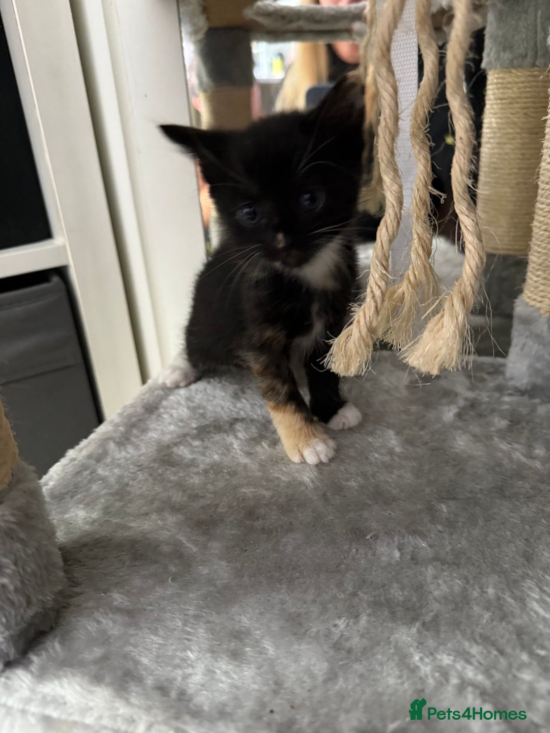 Domestic Shorthair cats for sale: Mixed kittens - Image 2