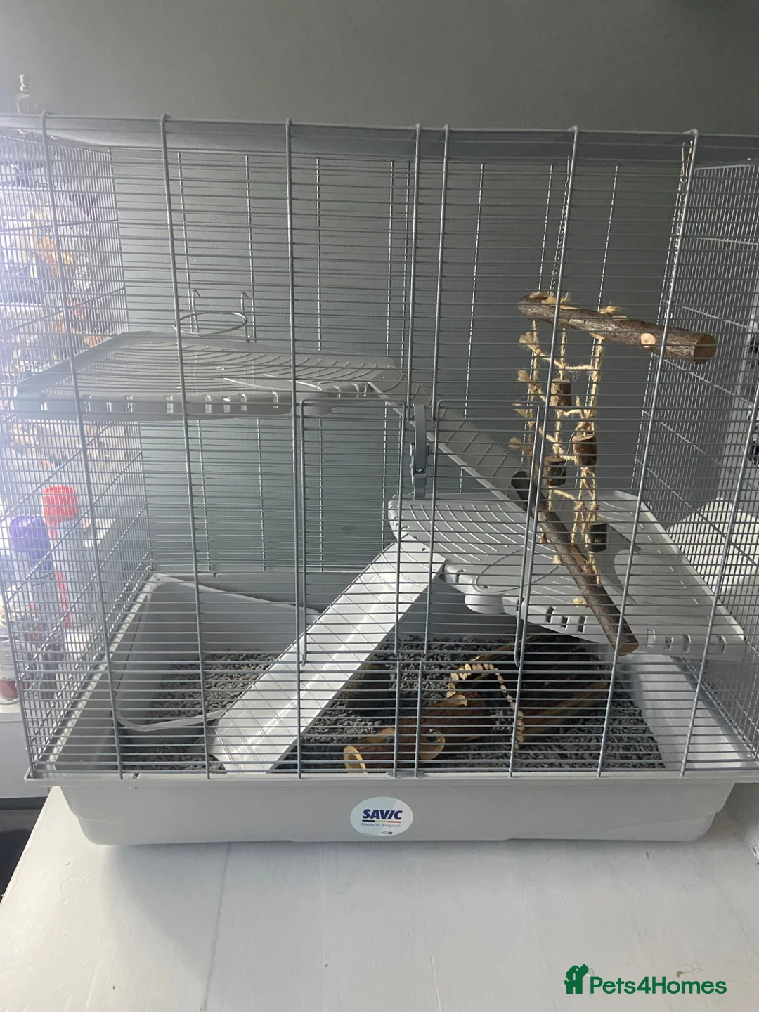 Rat rodents for sale: 2 male rats and cage and accessories for sale in Bridgnorth - Advert 2