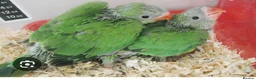 Ringnecks birds for sale: Wanted indian ringneck green parrot  - Advert 2