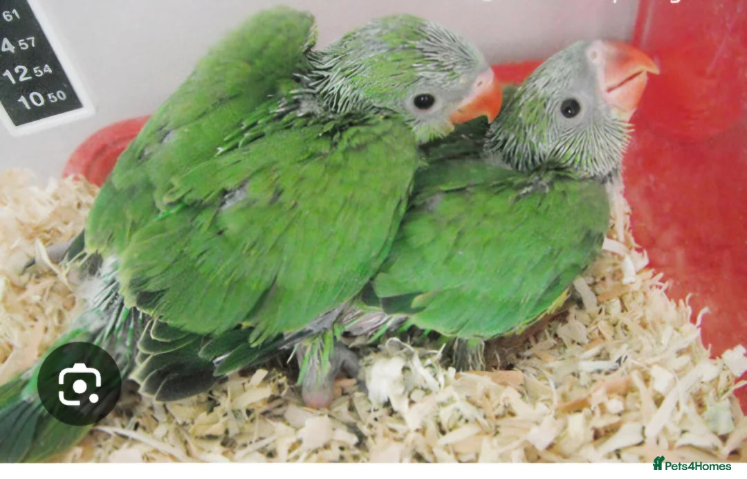Ringnecks birds for sale: Wanted indian ringneck green parrot  - Advert 2