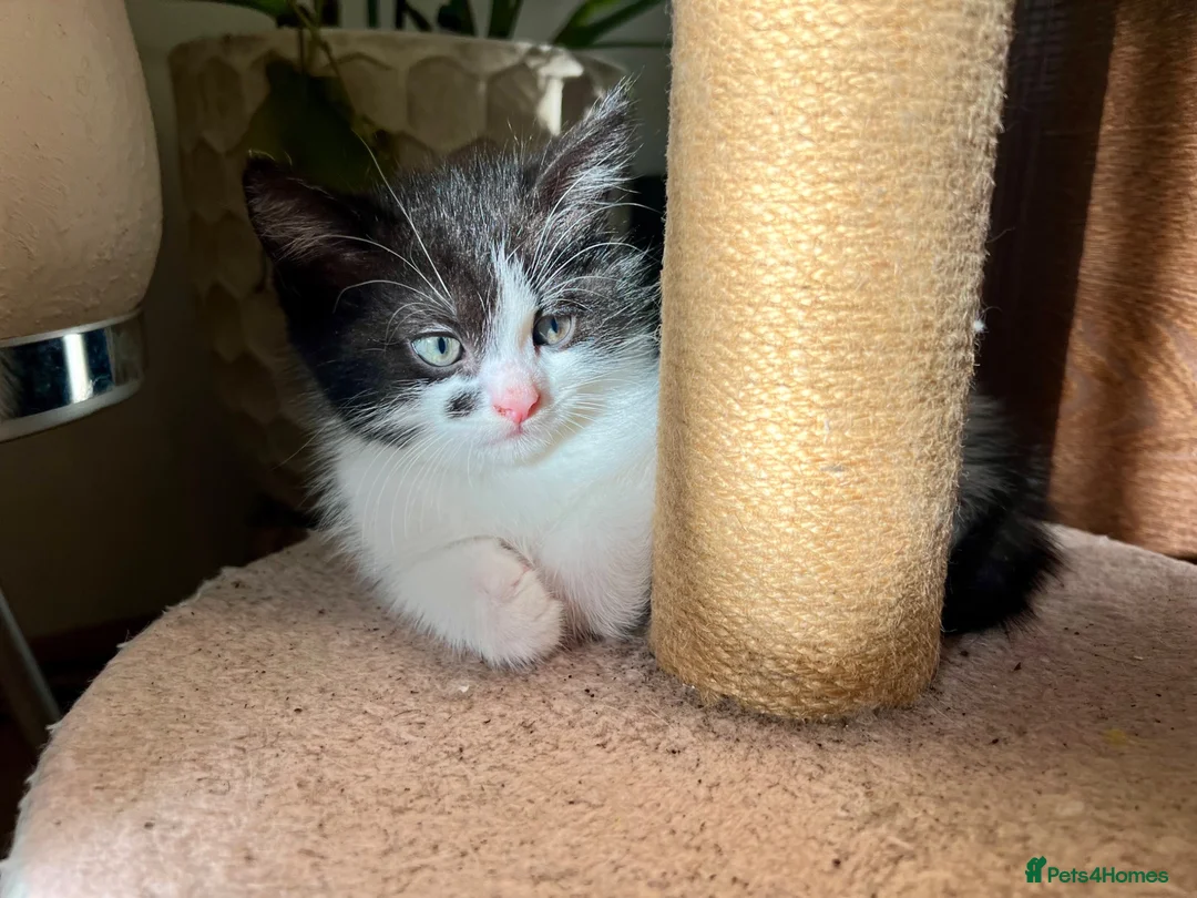 Mixed Breed cats for sale: Kittens - mixed British longhair cross - Advert 36