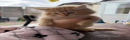 Mixed Breed cats for sale: Kitten for sale  - Advert 2