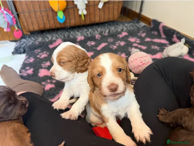 Cocker Spaniel dogs Beautiful Working Cocker Spaniel Puppies 🐾 - Advert 1