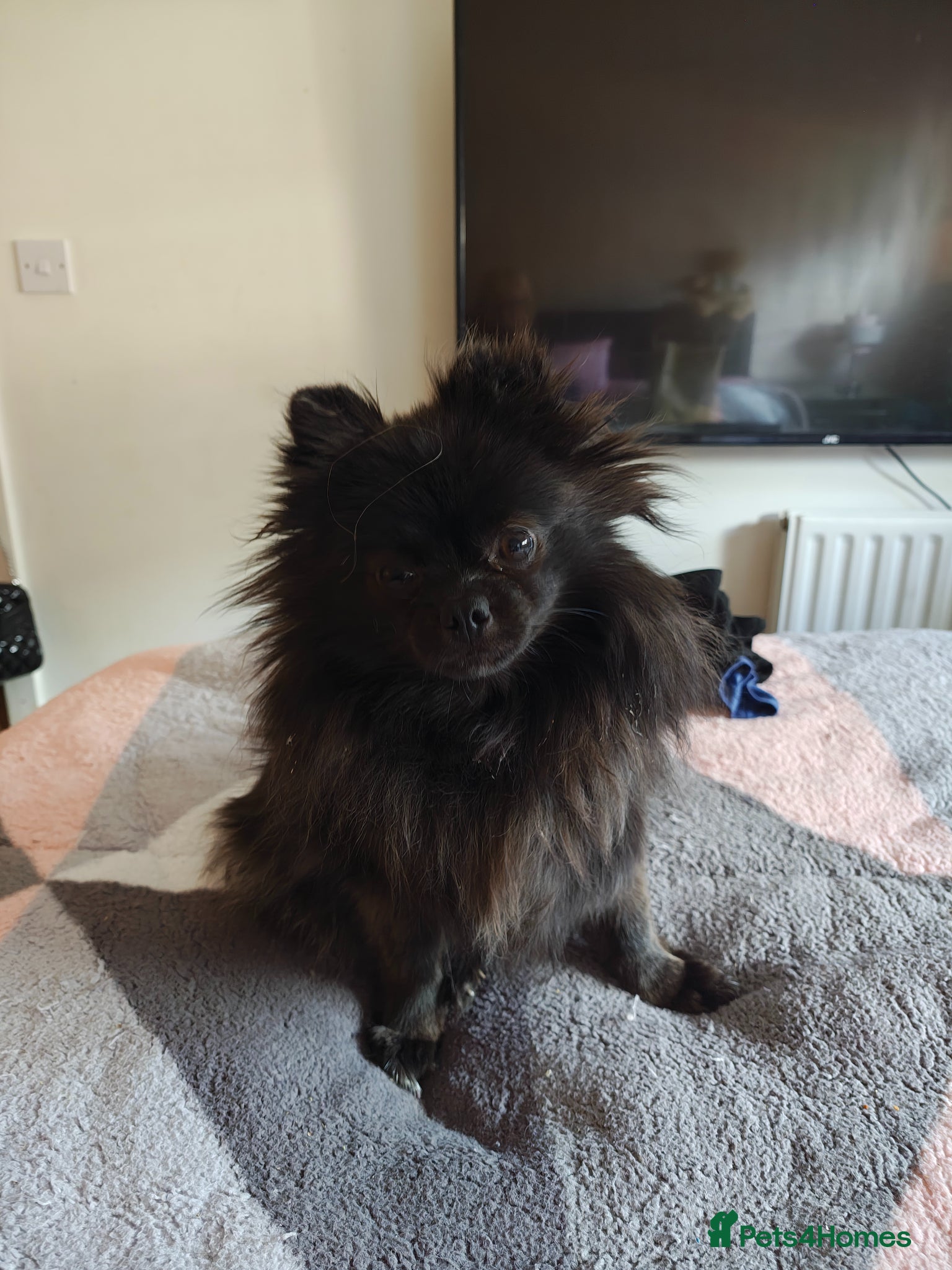 Pomeranian dogs 2 baby poms one male one female - Advert 1