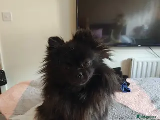 Pomeranian dogs 2 baby poms one male one female - Advert 3