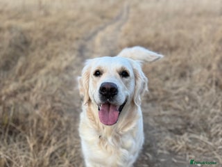 Golden Retriever dogs We are looking for a male golden retriever stud - Advert 1
