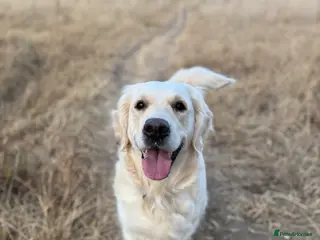 Golden Retriever dogs We are looking for a male golden retriever stud - Advert 6