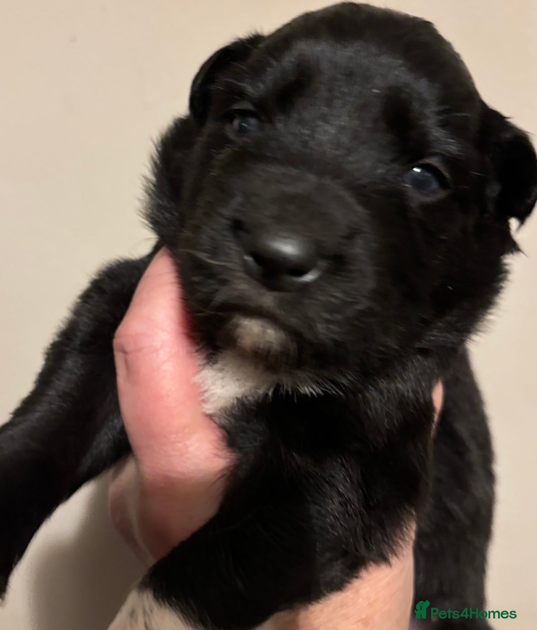 Border Collie dogs for sale: Border Collie Pups  - Image 7