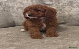 Cavapoo dogs for sale: F1 TOY CAVAPOO PUPPIES  - Image 12