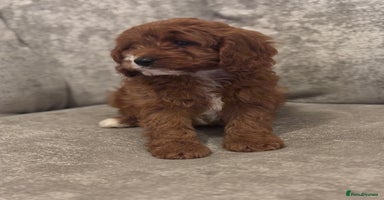 Cavapoo dogs F1 TOY CAVAPOO PUPPIES  - Advert 9