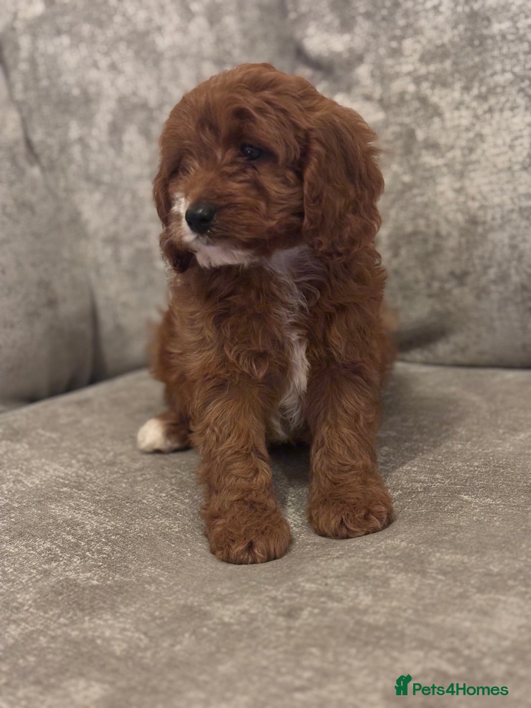 Cavapoo dogs for sale: F1 TOY CAVAPOO PUPPIES  - Image 12