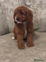 Cavapoo dogs F1 TOY CAVAPOO PUPPIES - Advert 9