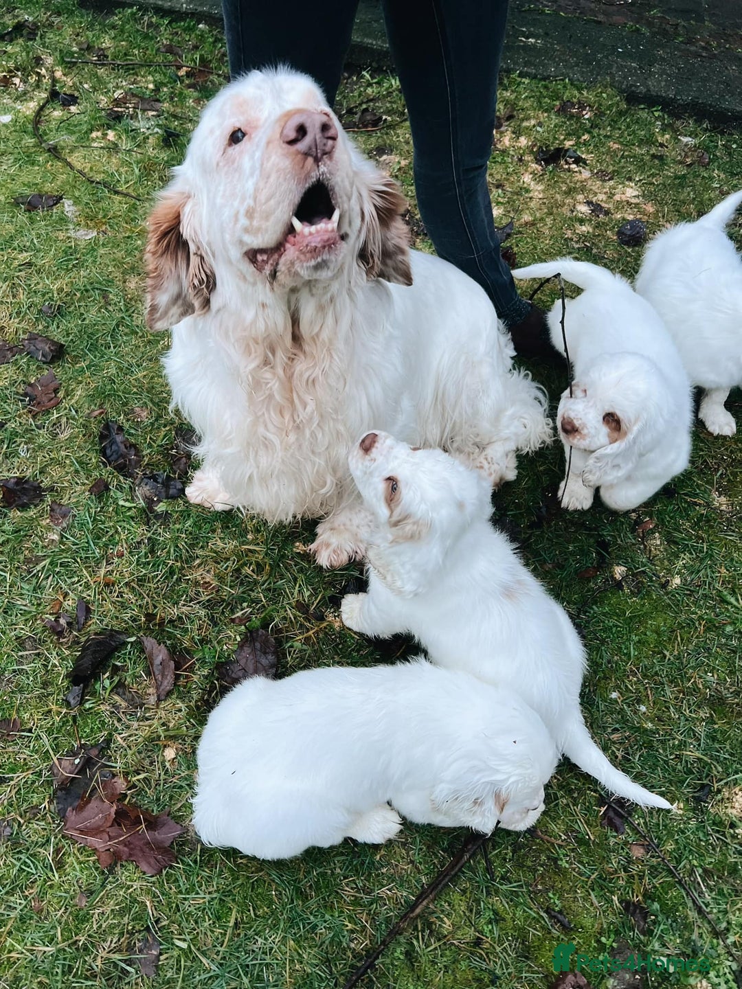 Clumber Spaniel dogs for sale: affectionate Clumber Spaniel to join your family - Advert 6