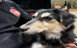 Mixed Breed dogs for adoption: Meet Noodle – Sweet & Shy Pup Looking for Love 🐾 - Image 2