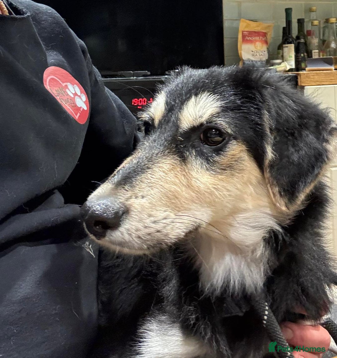 Mixed Breed dogs for adoption: Meet Noodle – Sweet & Shy Pup Looking for Love 🐾 - Image 2