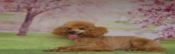 Cockapoo dogs for sale: FULLY HEALTH TESTED GOLD COCKAPOOS  - Advert 9
