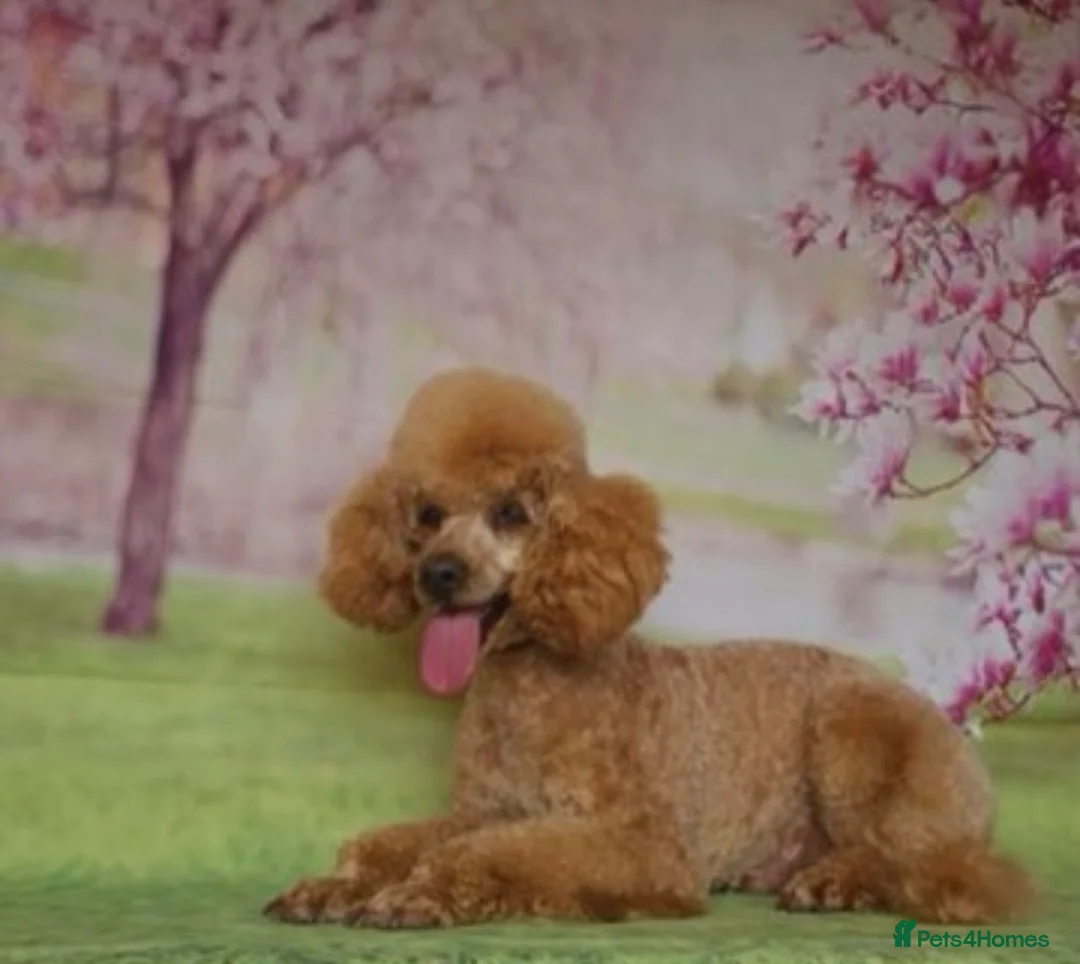 Cockapoo dogs for sale: FULLY HEALTH TESTED GOLD COCKAPOOS  - Advert 9