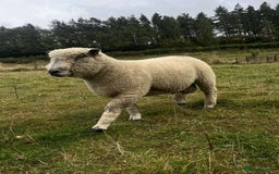 Sheep livestock for sale: Pure bred Ryeland tup - Image 2