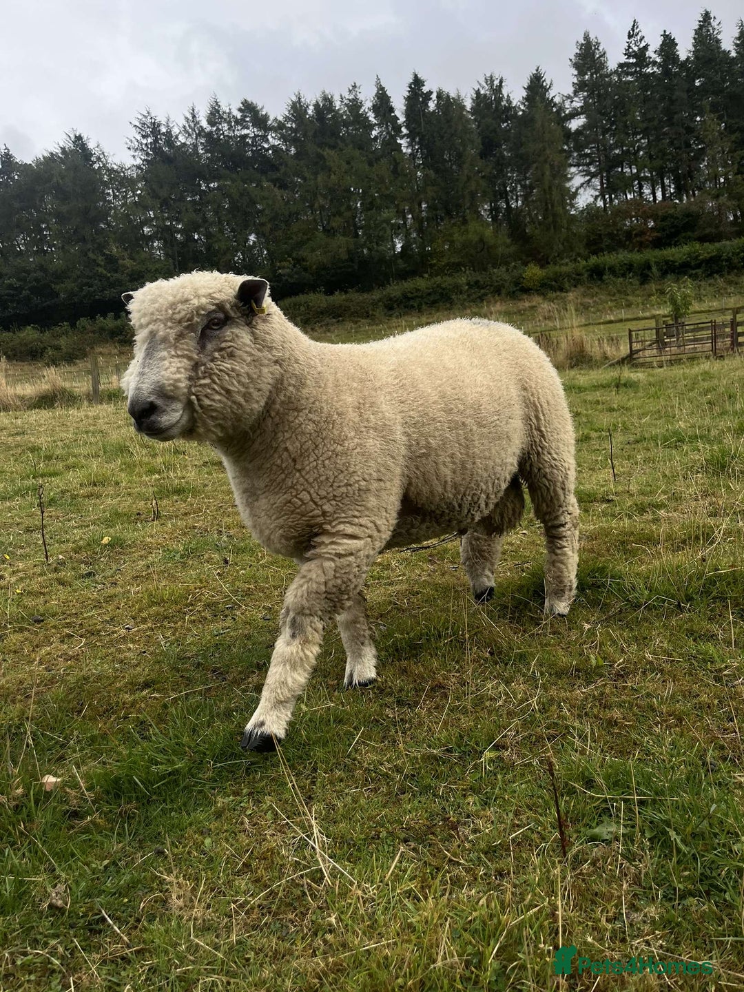 Sheep livestock for sale: Pure bred Ryeland tup - Image 2