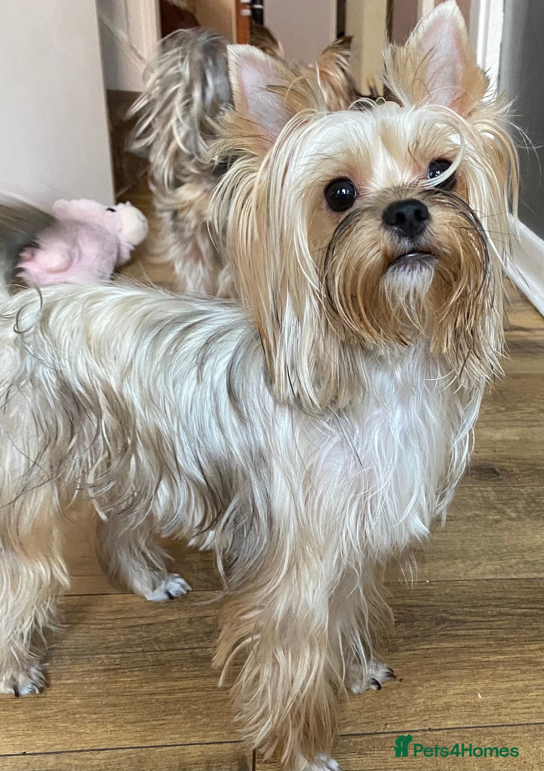 Yorkshire Terrier dogs for sale: Yorkshire terrier mini 1 female 3 male puppies  - Image 4