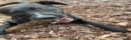 Mixed Breed dogs for sale: 9 month mLAB x Lurcher Pup. House trained, cat fri - Advert 4