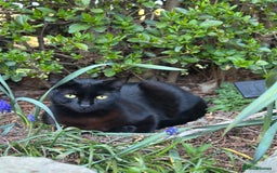 Mixed Breed cats for sale: 3 adorable mixed kittens – 2 females, 1 male - Image 2