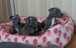 Staffordshire Bull Terrier dogs for sale: 🧸 Adorable Staffy puppies 🧸 - Image 7