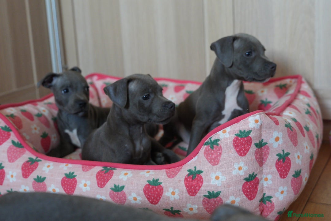 Staffordshire Bull Terrier dogs for sale: 🧸 Adorable Staffy puppies 🧸 - Image 7