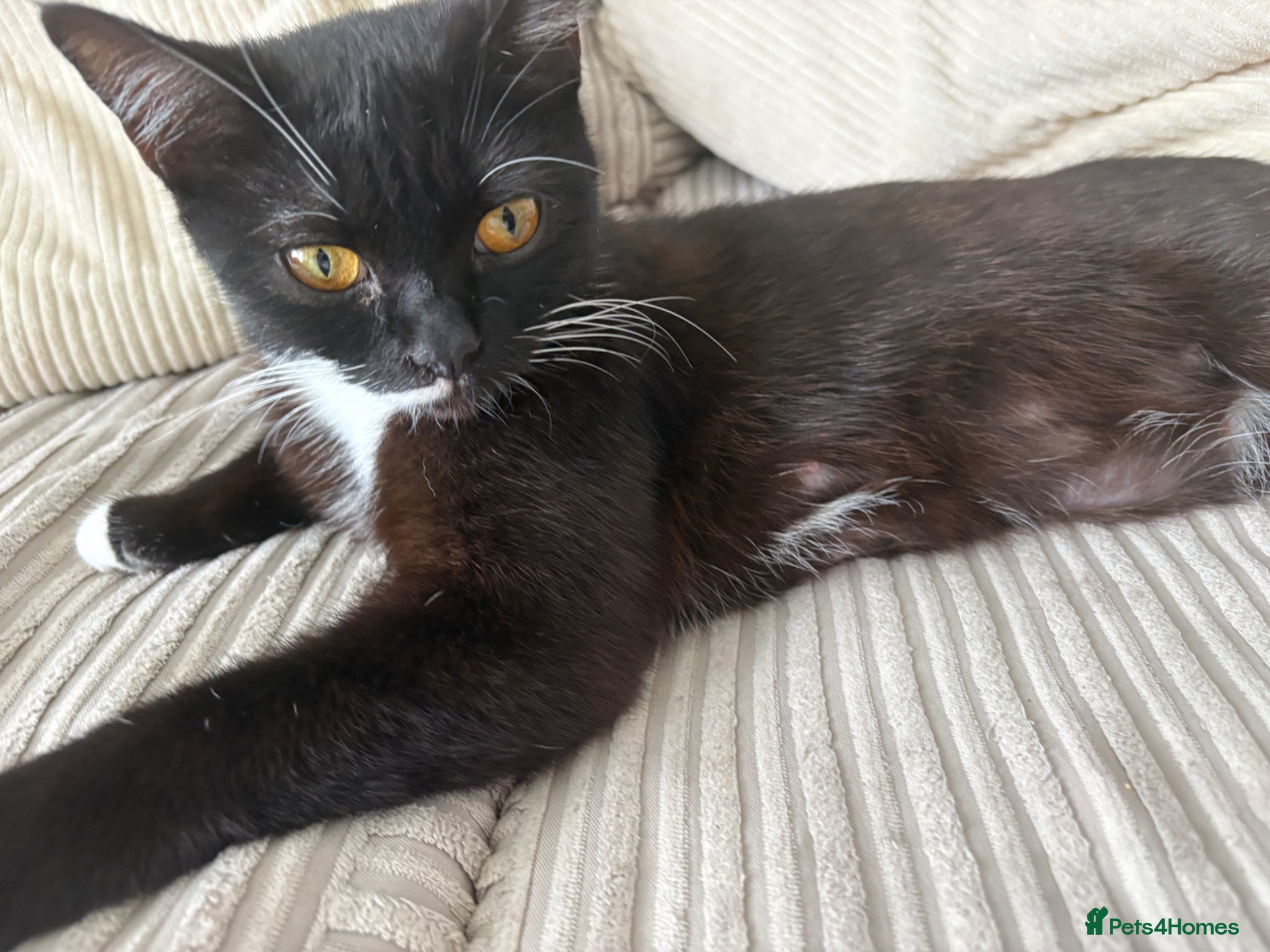 Mixed Breed cats 🐾 Beautiful and playful Tuxedo & mixed Kittens  - Advert 2