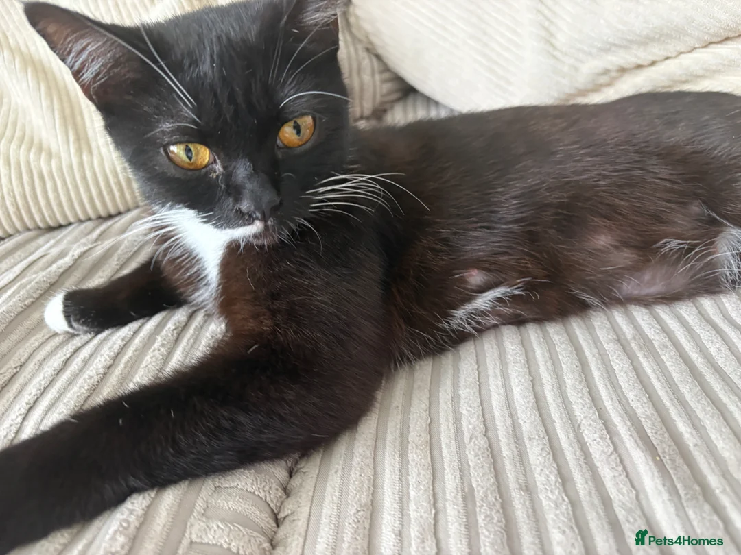 Mixed Breed cats for sale: 🐾 Beautiful and playful Tuxedo & mixed Kittens  - Advert 2