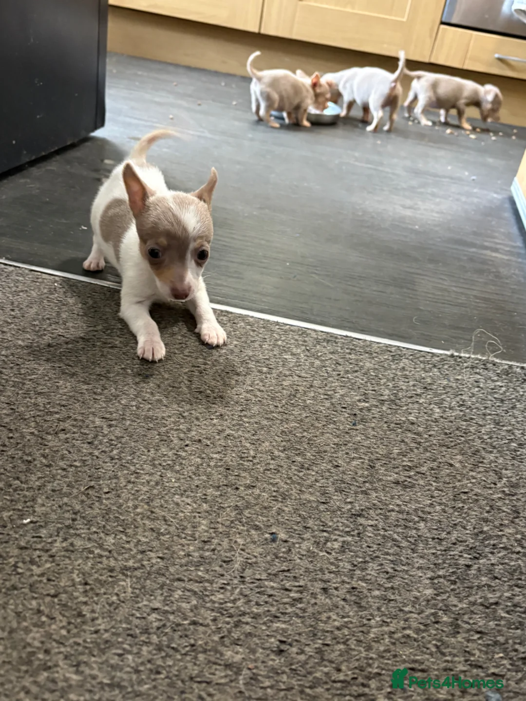 Jack Russell dogs for sale: Mini Lilac and Tan Jack Russell Pups 💜 - Advert 2